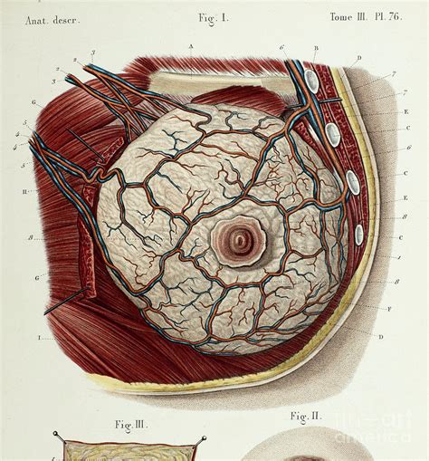 nipple bobs|Breast Pictures, Anatomy & Anatomy .